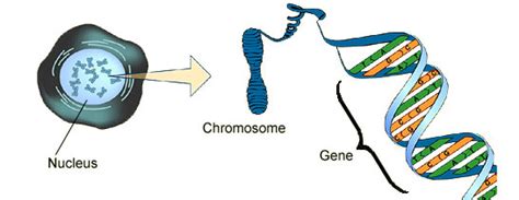 How are DNA chromosomes and genes related? | Socratic