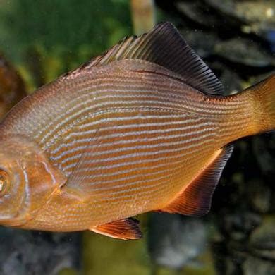 Striped Surfperch | Washington Department of Fish & Wildlife