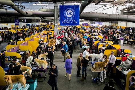 Capturing Canines: Photos From the Westminster Dog Show - The New York ...