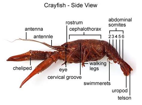 Internal Anatomy Crayfish