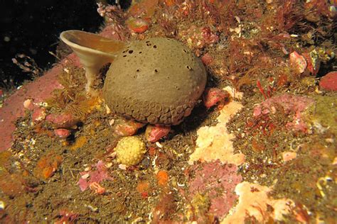 SunLive - Discovery of over a dozen new sponge species - The Bay's News ...