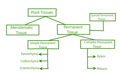 Permanent Tissues - Definition, Types, Characteristics, and Functions