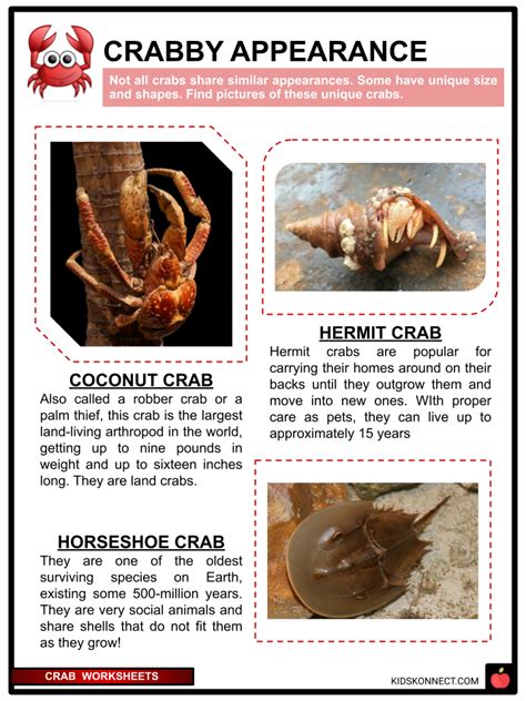 Crab Worksheets & Facts For Kids | Species, Diet, Uses, Habitat