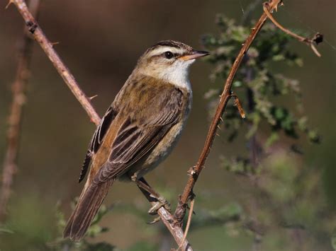 Sedge Warbler | BirdForum