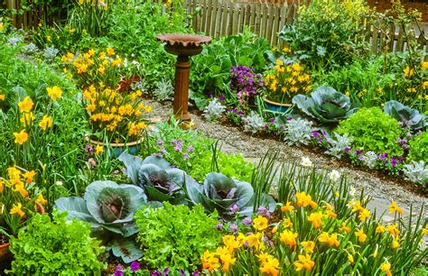 Ask A Master Gardener: Explore Edible Landscaping--Its Fun and Productive