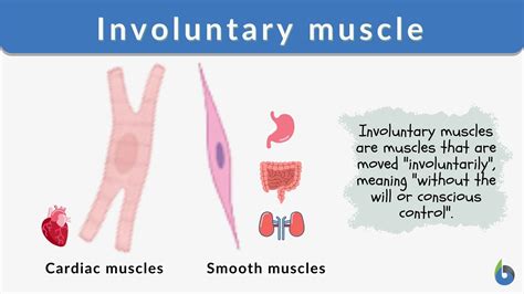 Smooth Muscles Examples