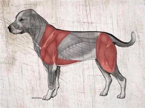 suelo Arqueológico presumir dog muscle anatomy diagram En otras ...