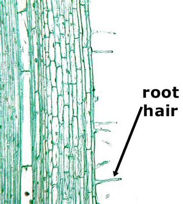 Root hairs