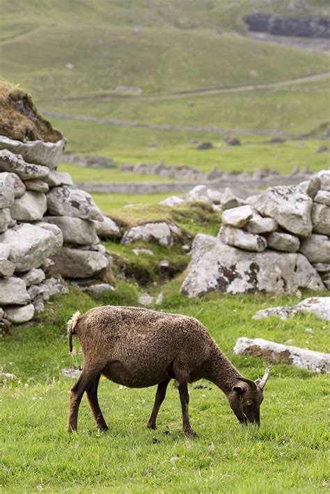 Soay Sheep | Sheep, Breeds, Fawn colour