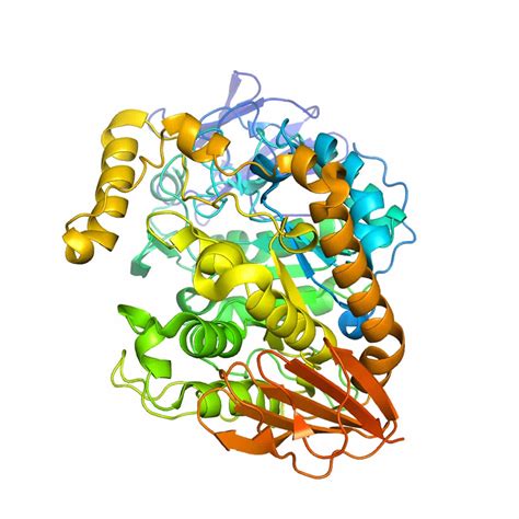 Amylase Enzyme - Alpha Amylase, Function, Where Amylase Produced