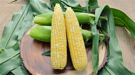 16 Must-Have Sweet Corn Varieties - Growing Produce