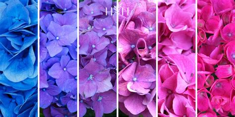 Hydrangea color chart ???????? Navigate hues for the perfect garden palette