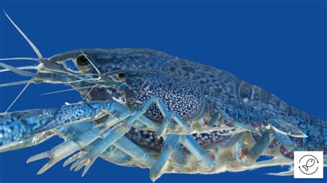 Electric Blue Crayfish Care: Everything You Should Know