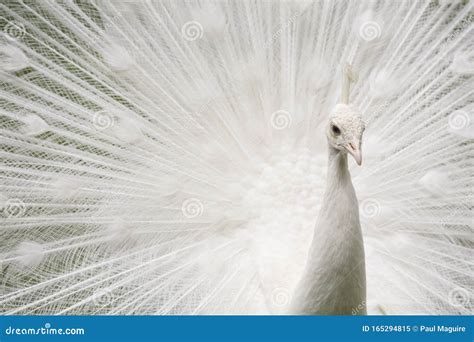 White peacock feathers stock image. Image of beautiful - 165294815