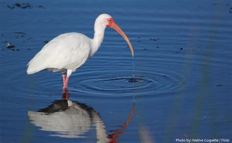 Interesting facts about ibises | Just Fun Facts