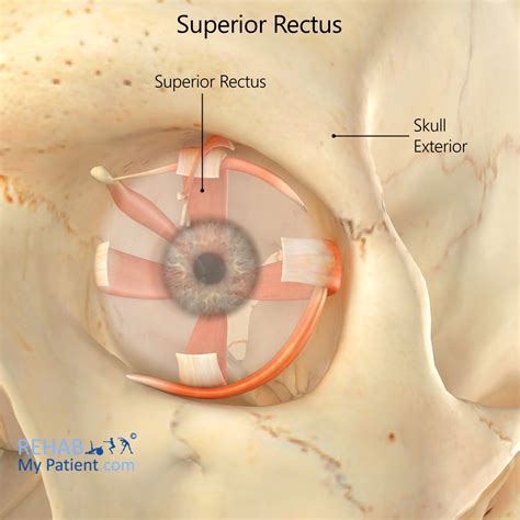 Superior Rectus | Rehab My Patient