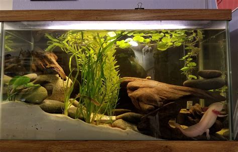 Axolotl Tank Setup - Aquariumia