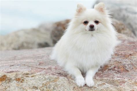 Do White Pomeranians Stay White (How To Spot A White Puppy) - All About ...