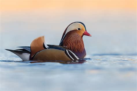 Waterfowl Photography Workshop - Francis J Taylor Photography