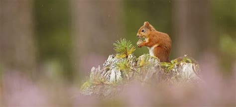 Red Squirrel Photography Hide - Neil McIntyre