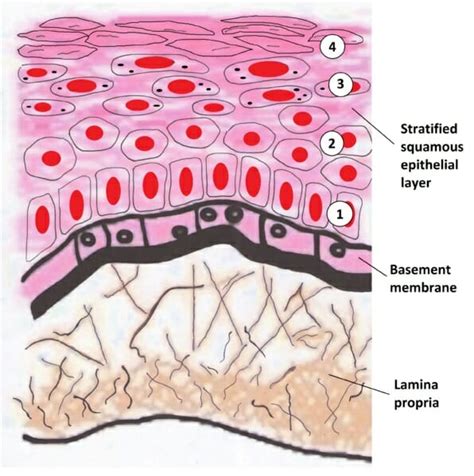 Stratified Squamous Epithelium - Definition and Function | Biology ...