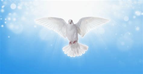 Dove Holy Spirit Christianity Symbol | the quotes