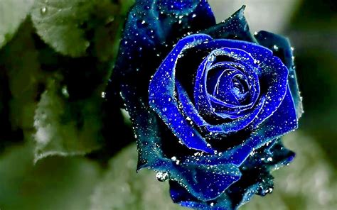 Blue Rose Wallpapers - keywords HERE