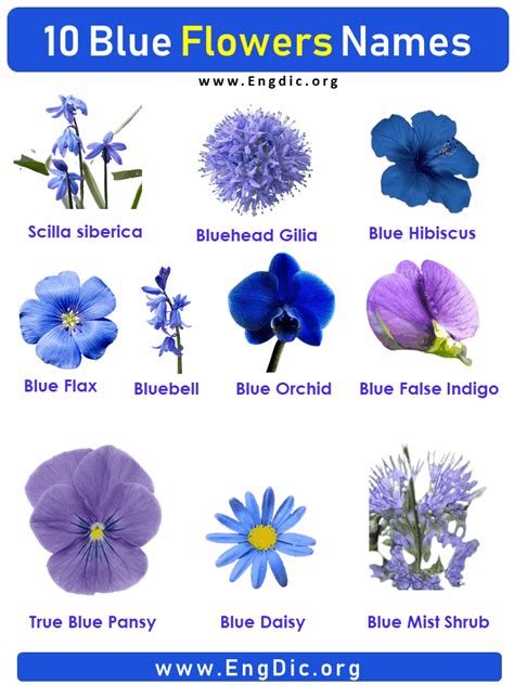 10 Blue Flowers names with Pictures, Flower Names | Растения, Цветы ...