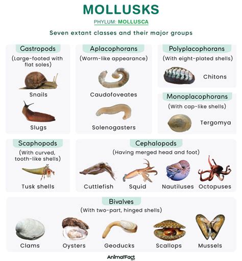 Mollusk - Definition, List, Examples, Characteristics, and Image