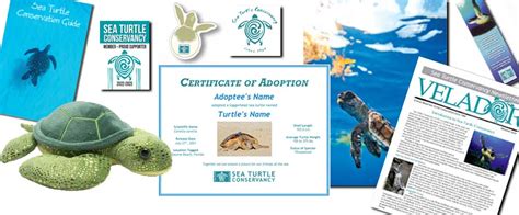 Sea Turtle Conservancy – Helping Sea Turtles Survive Since 1959