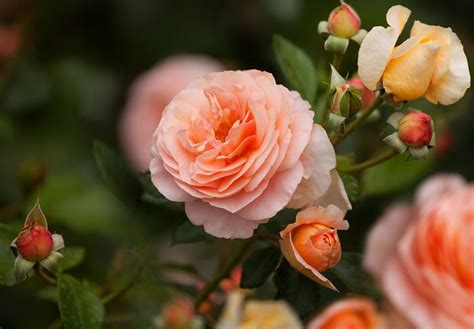 Hybrid tea rose | plant | Britannica