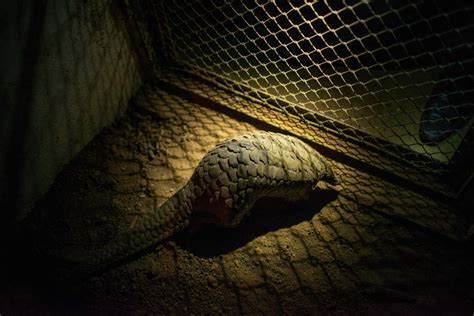 The most trafficked mammal you've never heard of -- CNN.com