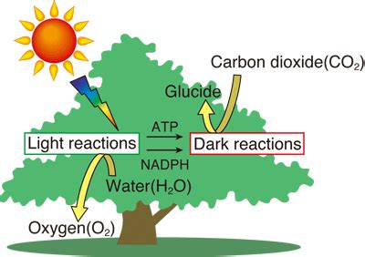 Photosynthesis Equation - StudyFAQ.com