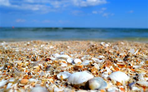 Sea Shells Wallpaper (53+ pictures) - WallpaperSet