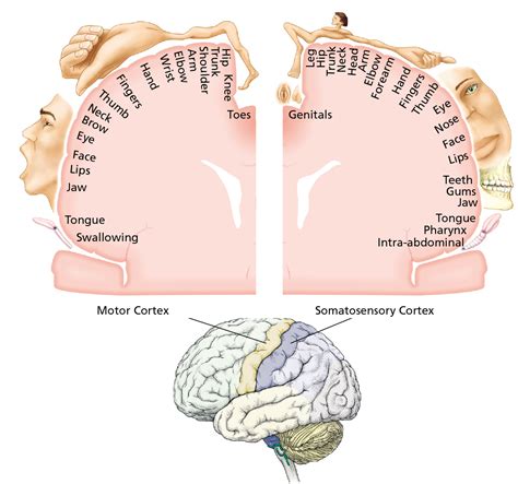 The Cortex