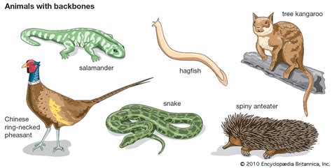 Anatomy of a vertebrate | Britannica