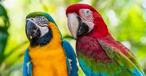 Macaw vs Parrot: What’s the Difference? - A-Z Animals