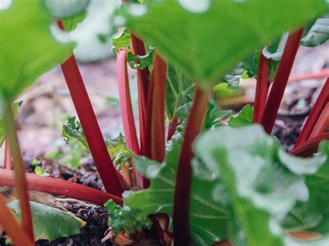 When to Plant Rhubarb - Gardening Tips, Advice and Inspiration