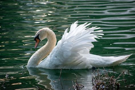 Swan Facts, Types, Diet, Reproduction, Classification, Pictures