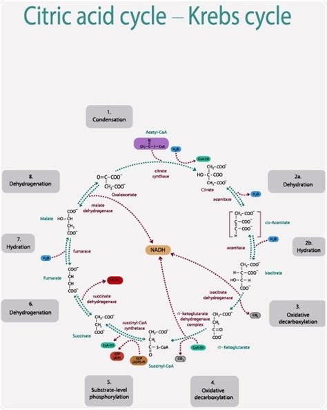 Citric Acid Cycle