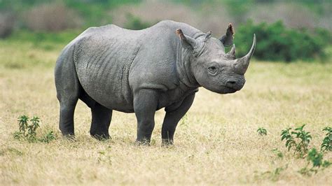 Hunting Club Auctioning off Permit to Hunt Endangered Rhino - ABC News