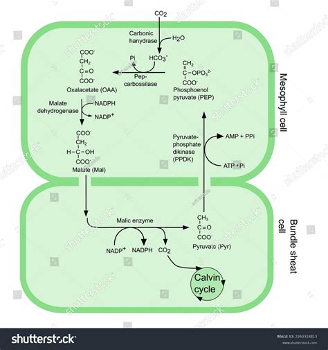 Scheme Cycle C4 Pathway Photosynthesis Stock Vector (Royalty Free ...