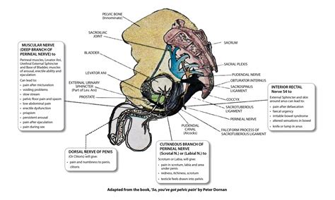 Pelvic Nerve