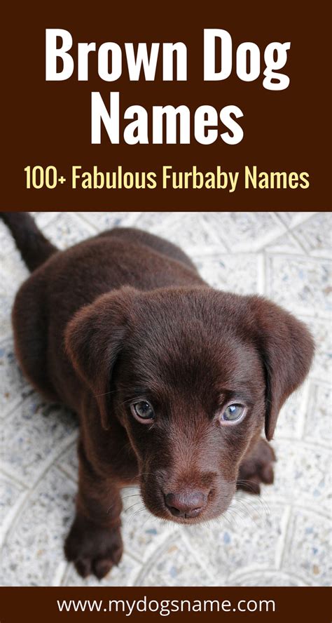 Brown Dog Names - [405+ Unique Names You'll Love] - My Dog's Name ...