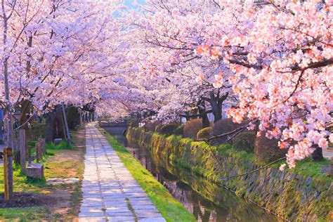 2018 Japan Kyoto Cherry Blossom Forecast And Best Viewing Spots ...