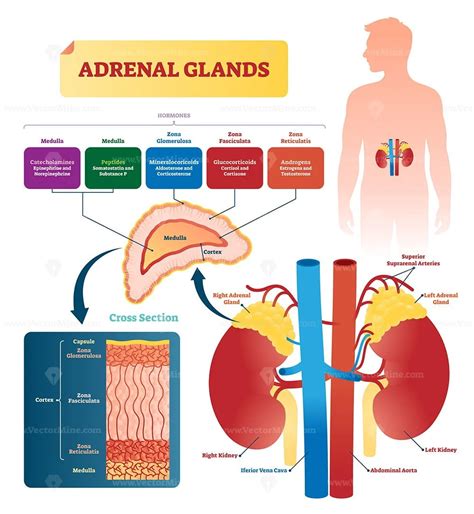 Adrenal glands vector illustration - VectorMine