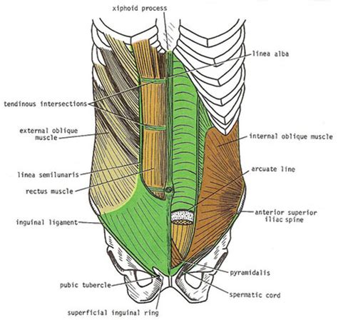 Arcuate line - Definition and Pictures - Bodterms