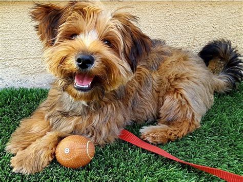 Yorkshire Terrier Mix Breeds