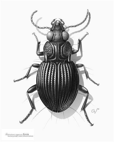 Drawing of a Carabid beetle from South America. Credit: Image by George ...