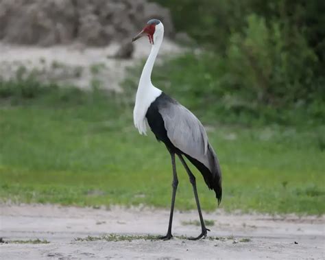 Wattled Crane - Facts, Diet, Habitat & Pictures on Animalia.bio